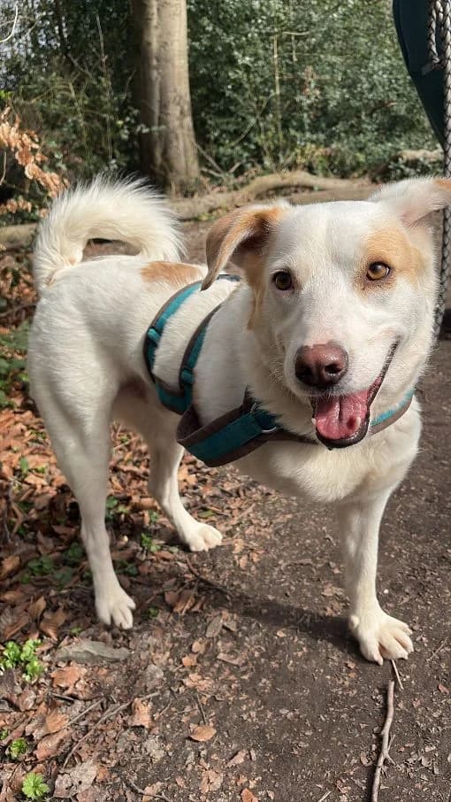 Balou, male Mixed Breed for adoption at Tierheim Velbert, Velbert — photo 8 of 12