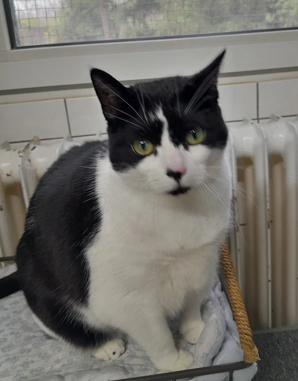 Balu & Mimi, female European Shorthair for adoption at Tierheim Velbert, Velbert