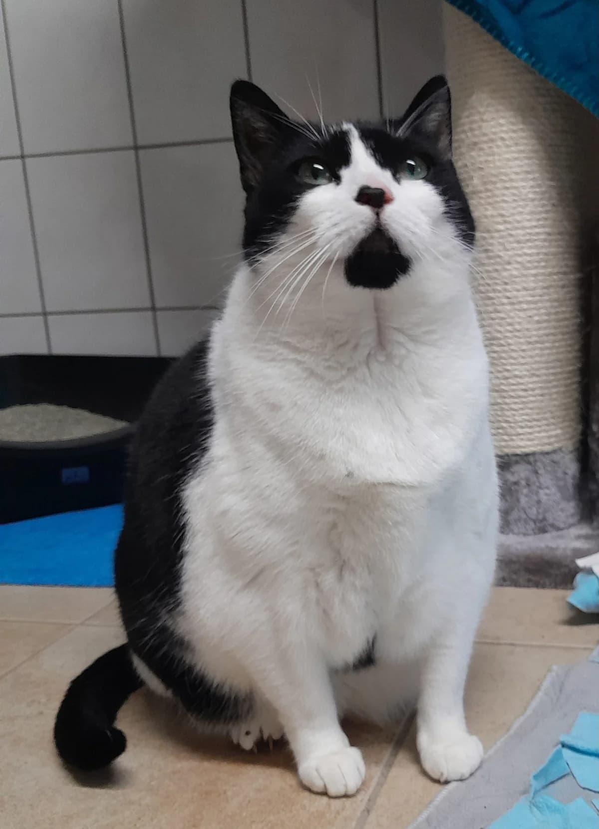 Balu & Mimi, female European Shorthair for adoption at Tierheim Velbert, Velbert — photo 2 of 4