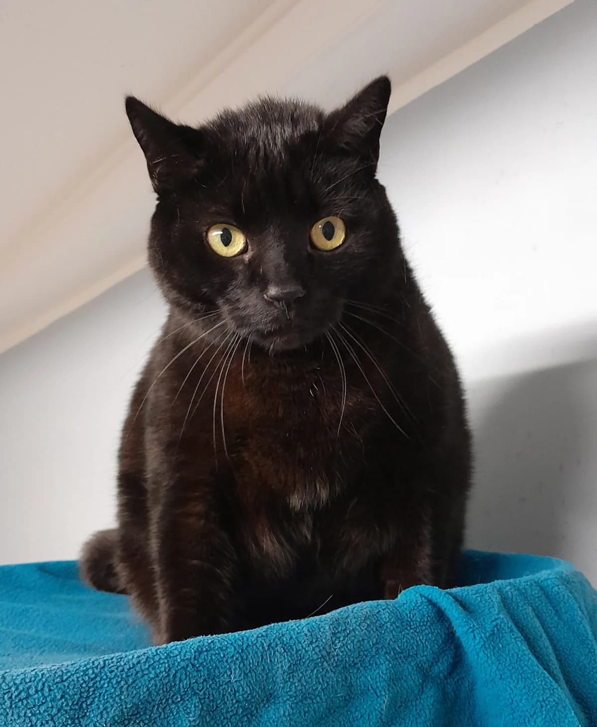 Balu & Mimi, female European Shorthair for adoption at Tierheim Velbert, Velbert — photo 3 of 4