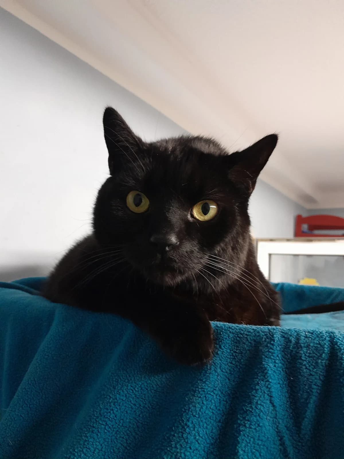 Balu & Mimi, female European Shorthair for adoption at Tierheim Velbert, Velbert — photo 4 of 4