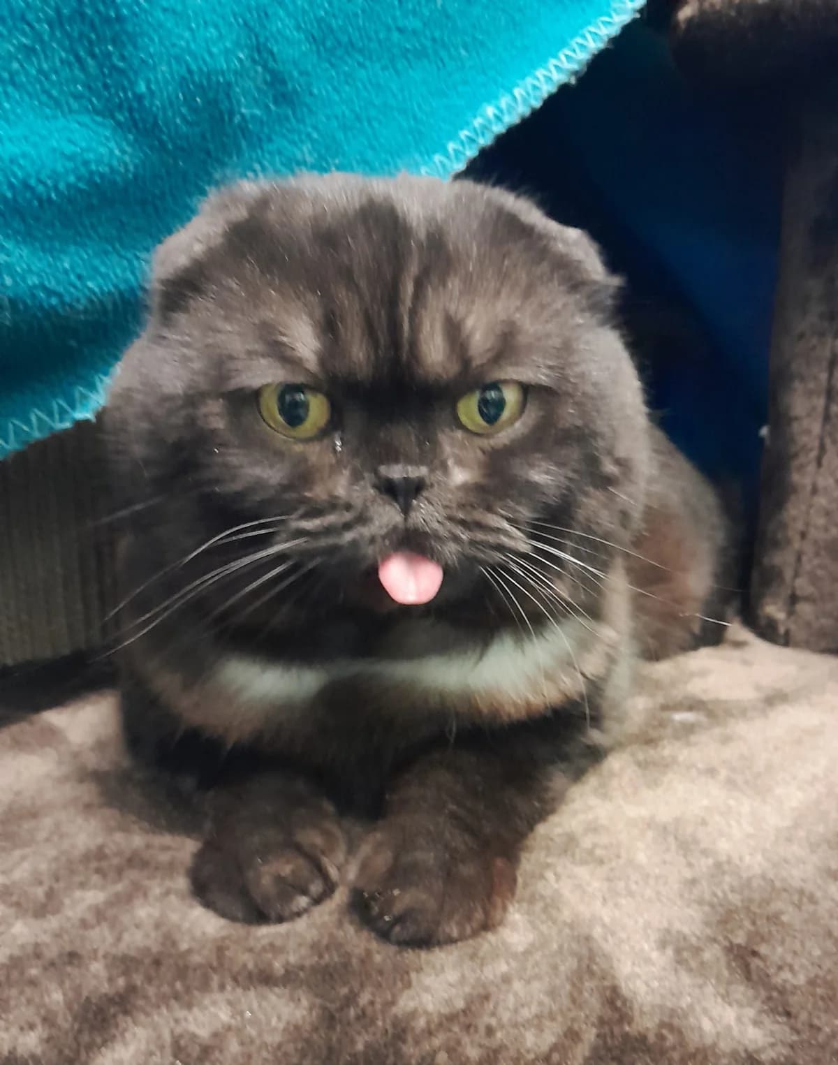 Barney, male mixed breed for adoption at Tierheim Velbert, Velbert