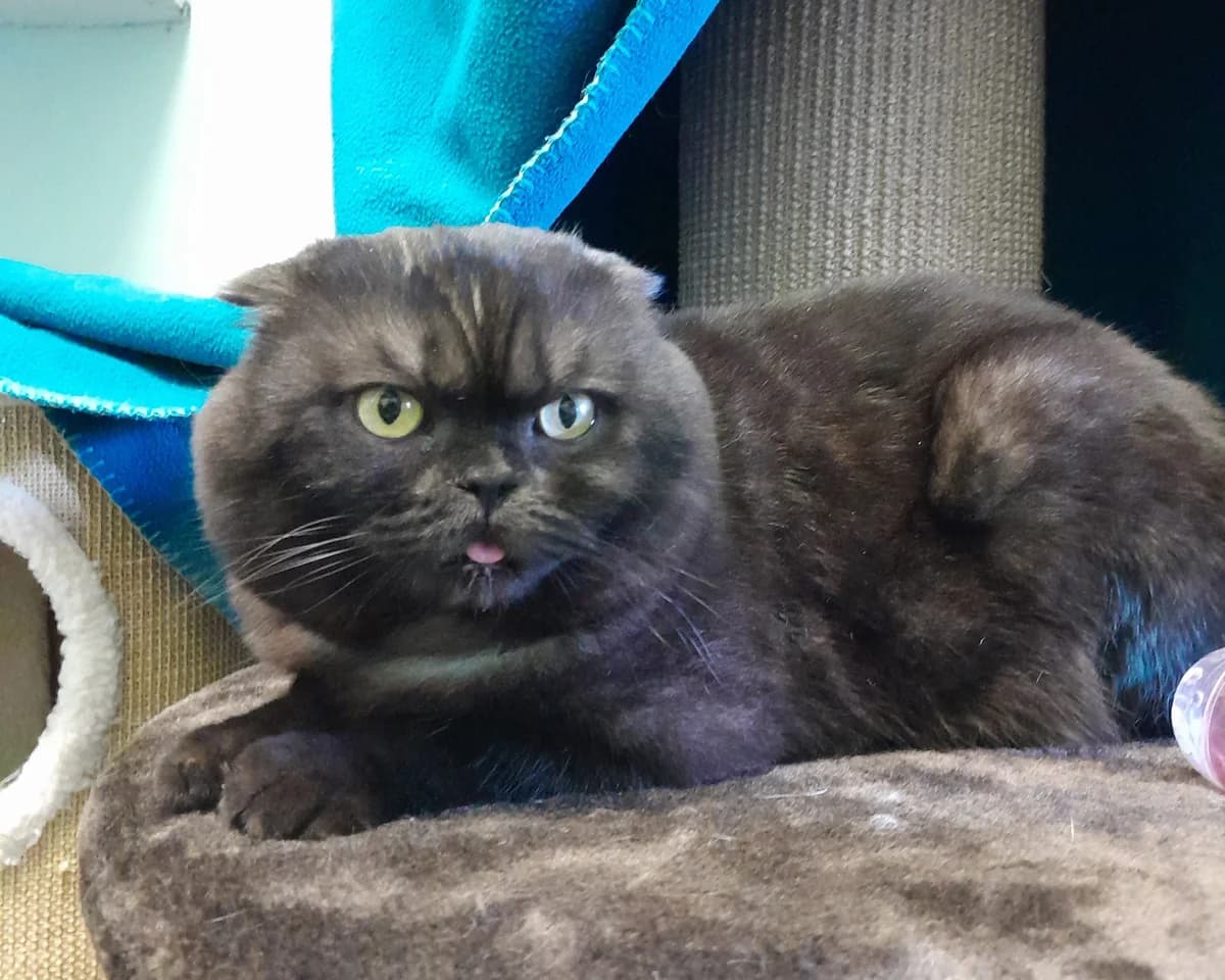 Barney, male mixed breed for adoption at Tierheim Velbert, Velbert — photo 2 of 5