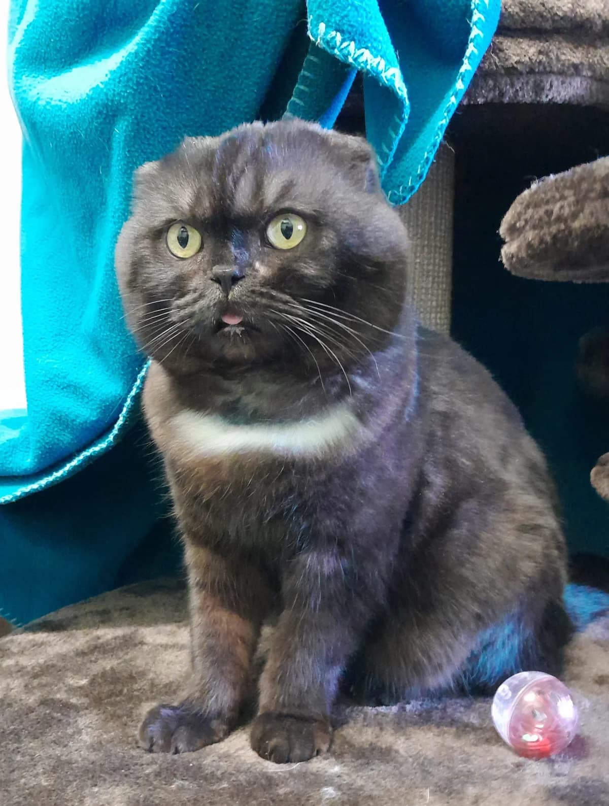 Barney, male mixed breed for adoption at Tierheim Velbert, Velbert — photo 3 of 5