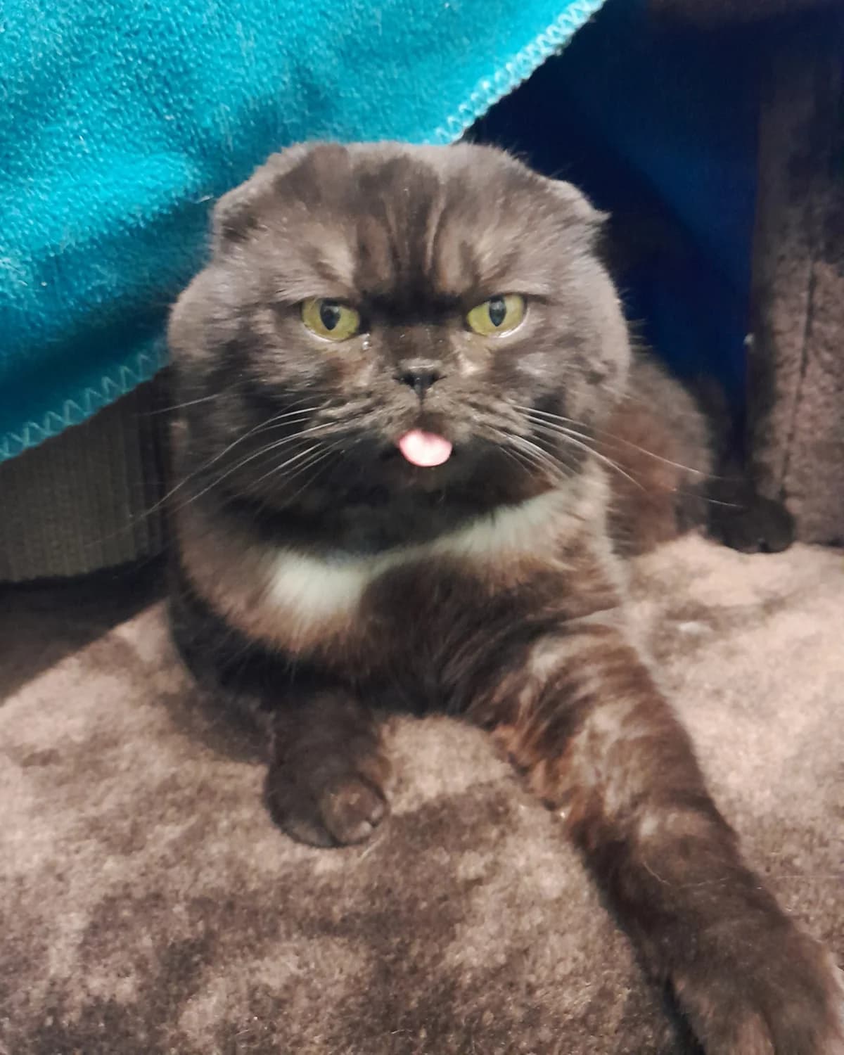 Barney, male mixed breed for adoption at Tierheim Velbert, Velbert — photo 4 of 5