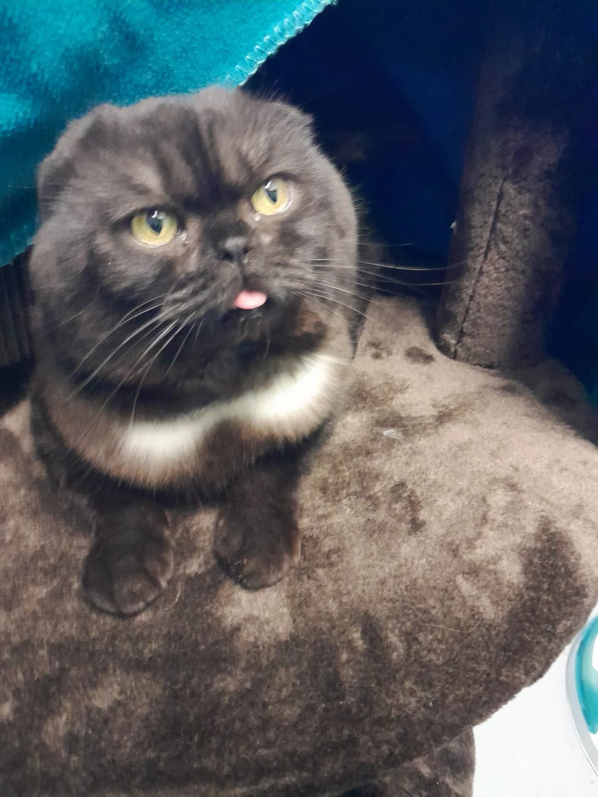 Barney, male mixed breed for adoption at Tierheim Velbert, Velbert — photo 5 of 5