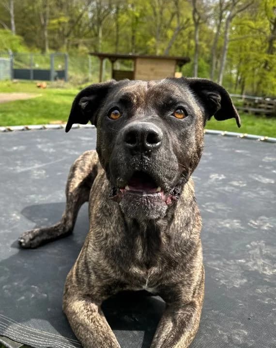 Cora, female Staffordshire Bull Terrier for adoption at Tierheim Velbert, Velbert