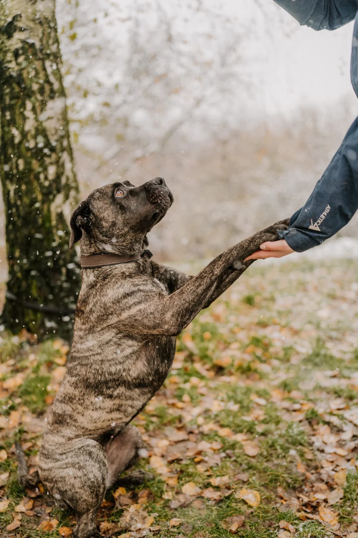 Cora, female Staffordshire Bull Terrier for adoption at Tierheim Velbert, Velbert — photo 2 of 16