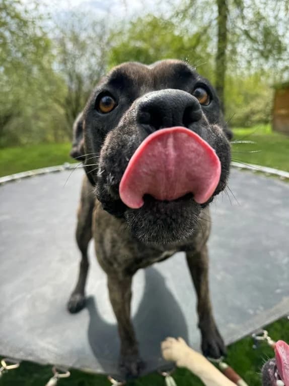 Cora, female Staffordshire Bull Terrier for adoption at Tierheim Velbert, Velbert — photo 3 of 16