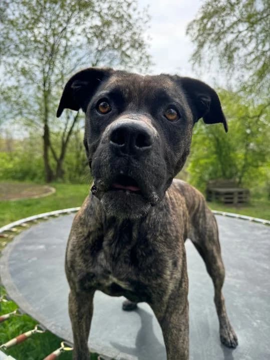 Cora, female Staffordshire Bull Terrier for adoption at Tierheim Velbert, Velbert — photo 4 of 16