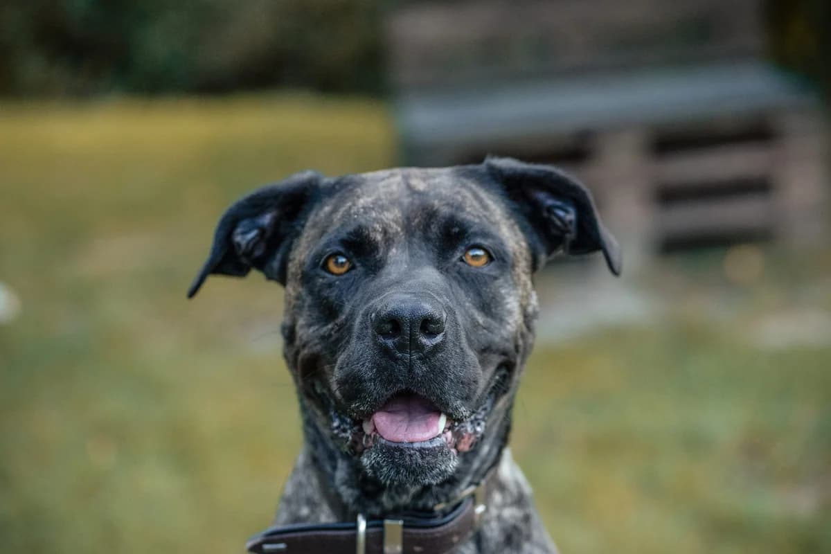 Cora, female Staffordshire Bull Terrier for adoption at Tierheim Velbert, Velbert — photo 5 of 16
