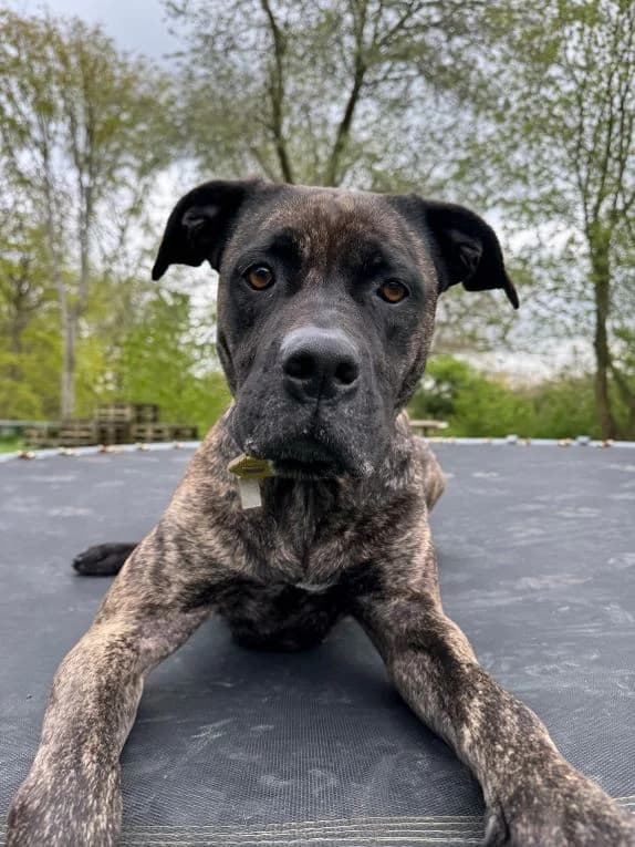 Cora, female Staffordshire Bull Terrier for adoption at Tierheim Velbert, Velbert — photo 6 of 16