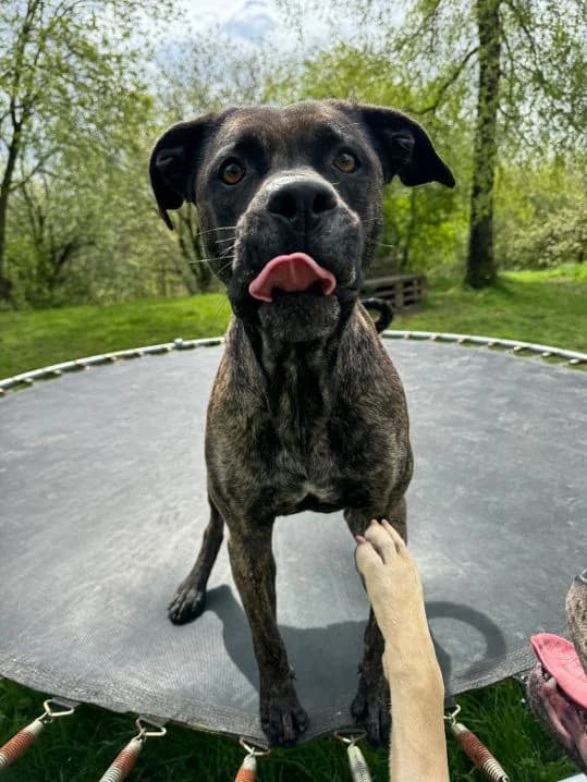 Cora, female Staffordshire Bull Terrier for adoption at Tierheim Velbert, Velbert — photo 7 of 16