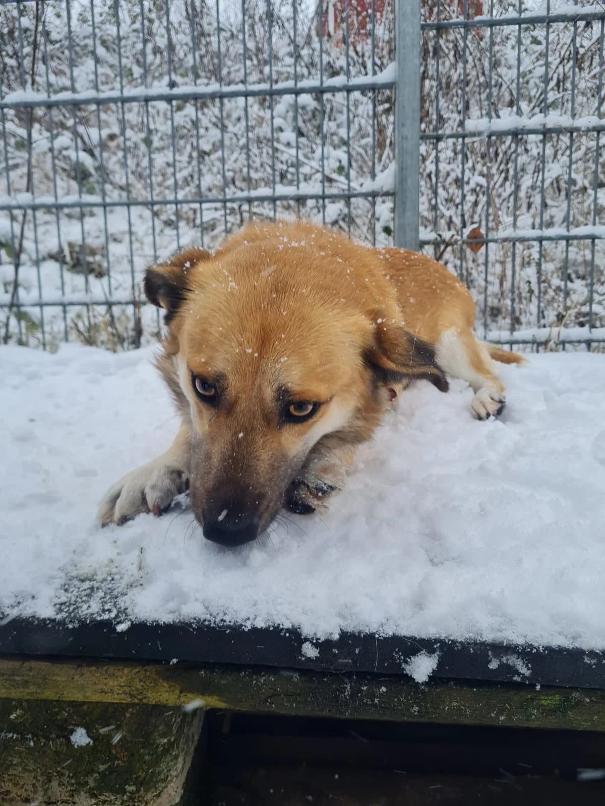 Dodo, male 3yo Mixed Breed for adoption at Tierheim Velbert, Velbert