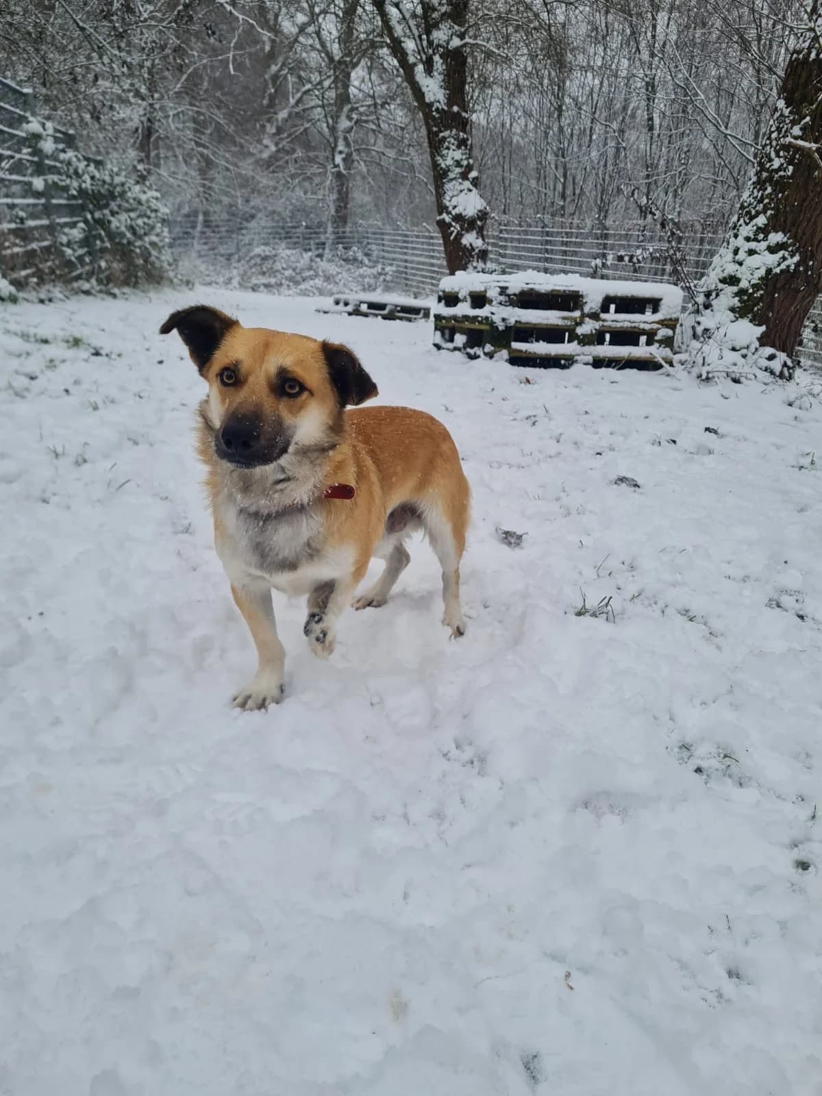 Dodo, male Mixed Breed for adoption at Tierheim Velbert, Velbert — photo 2 of 4