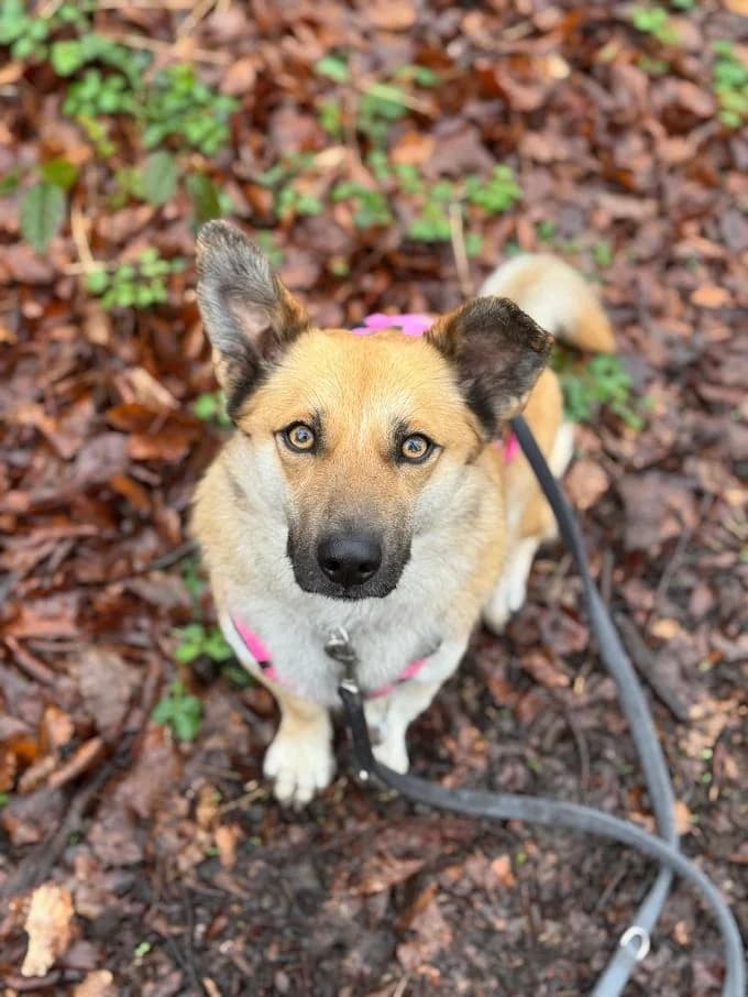Dodo, male Mixed Breed for adoption at Tierheim Velbert, Velbert — photo 3 of 4