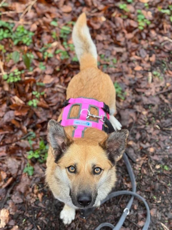 Dodo, male Mixed Breed for adoption at Tierheim Velbert, Velbert — photo 4 of 4