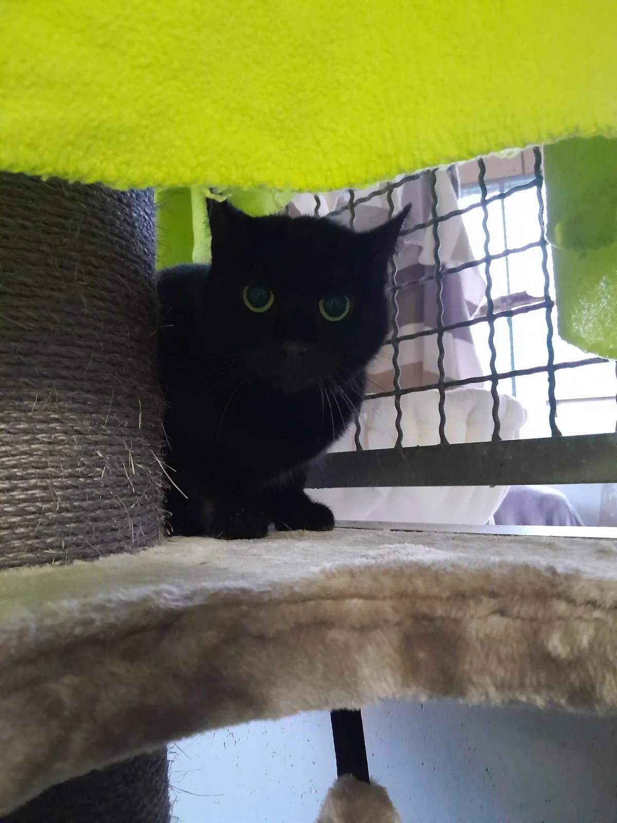 Dörthe, schwarz female 7yo European Shorthair for adoption at Tierheim Velbert, Velbert