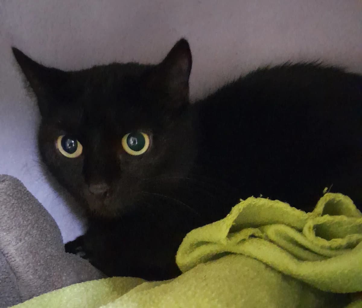 Dörthe, female European Shorthair for adoption at Tierheim Velbert, Velbert — photo 2 of 3