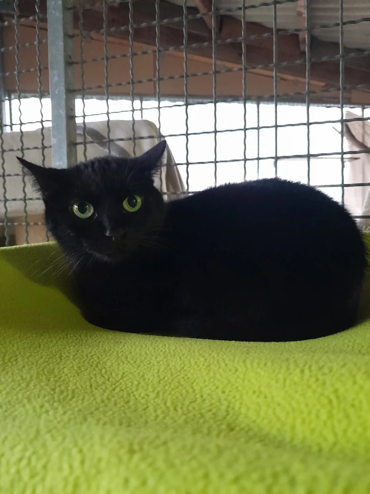 Dörthe, female European Shorthair for adoption at Tierheim Velbert, Velbert — photo 3 of 3