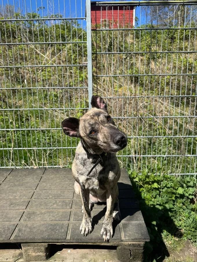 Ebby, female 7yo mixed breed for adoption at Tierheim Velbert, Velbert