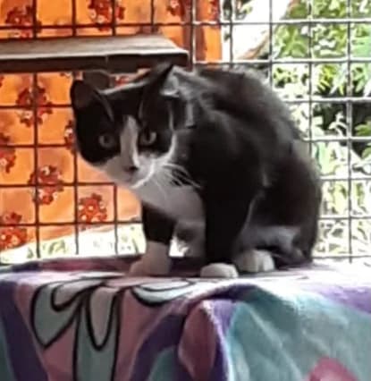 Eloise, schwarz female 3yo European Shorthair for adoption at Tierheim Velbert, Velbert