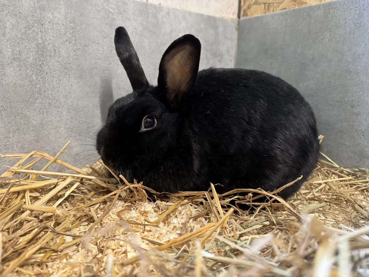 Fina, female 7yo mixed breed for adoption at Tierheim Velbert, Velbert