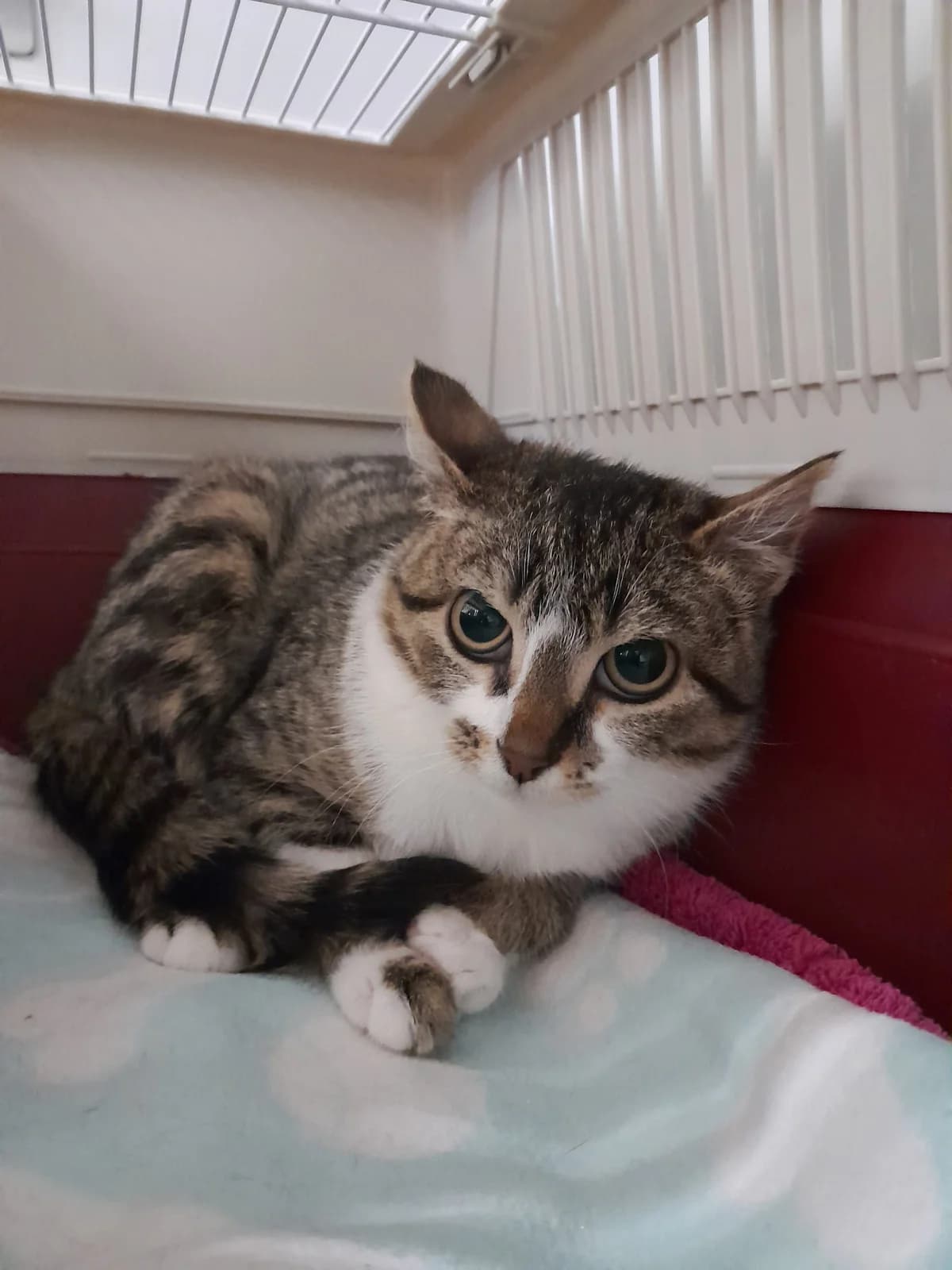 Francesca, female European Shorthair for adoption at Tierheim Velbert, Velbert