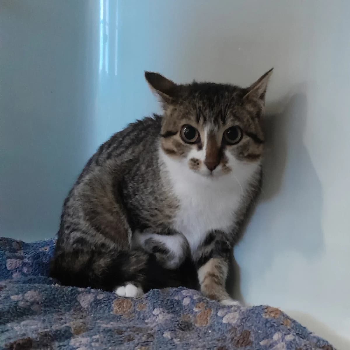 Francesca, female European Shorthair for adoption at Tierheim Velbert, Velbert — photo 2 of 3