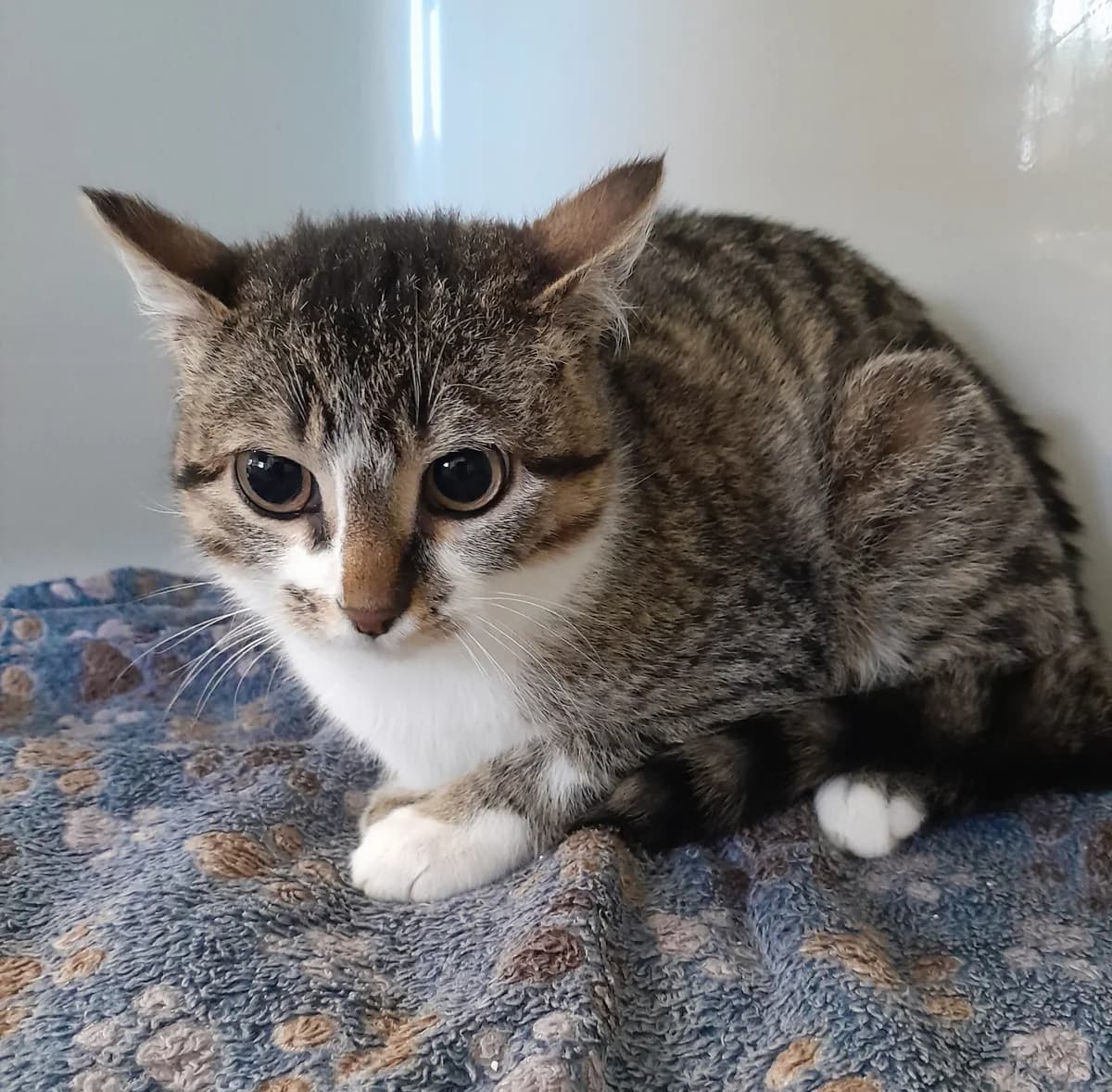 Francesca, female European Shorthair for adoption at Tierheim Velbert, Velbert — photo 3 of 3