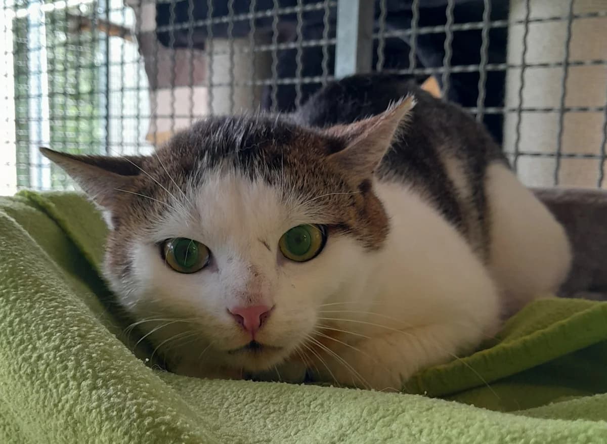 Franky, getigert male 3yo European Shorthair for adoption at Tierheim Velbert, Velbert