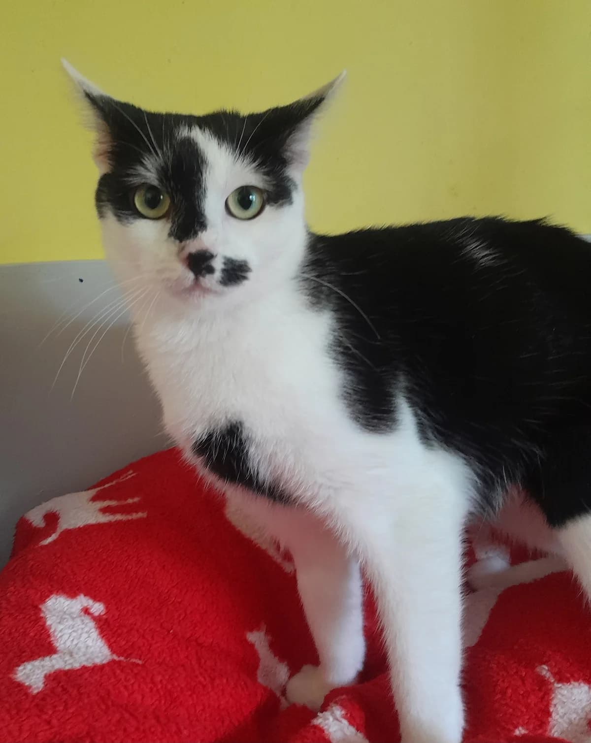 Franzi, schwarz female 3yo European Shorthair for adoption at Tierheim Velbert, Velbert