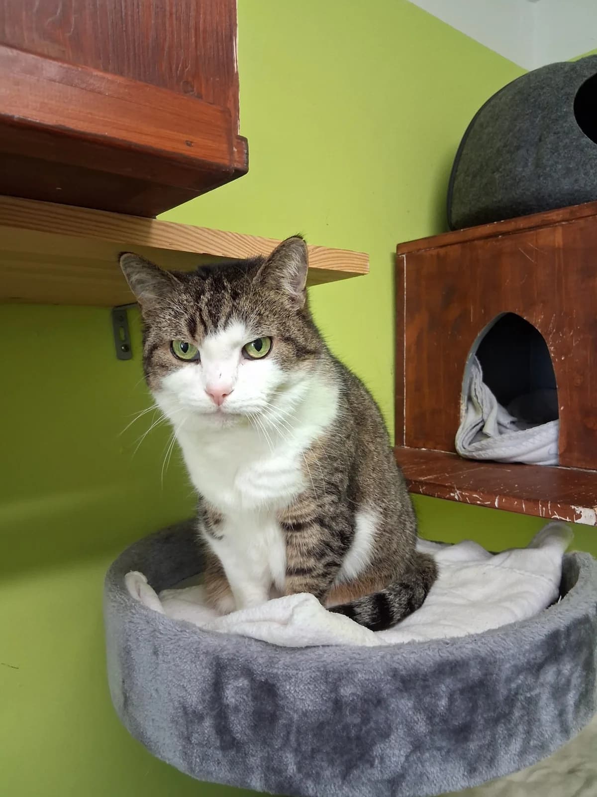 Gisela, getigert female senior European Shorthair for adoption at Tierheim Velbert, Velbert