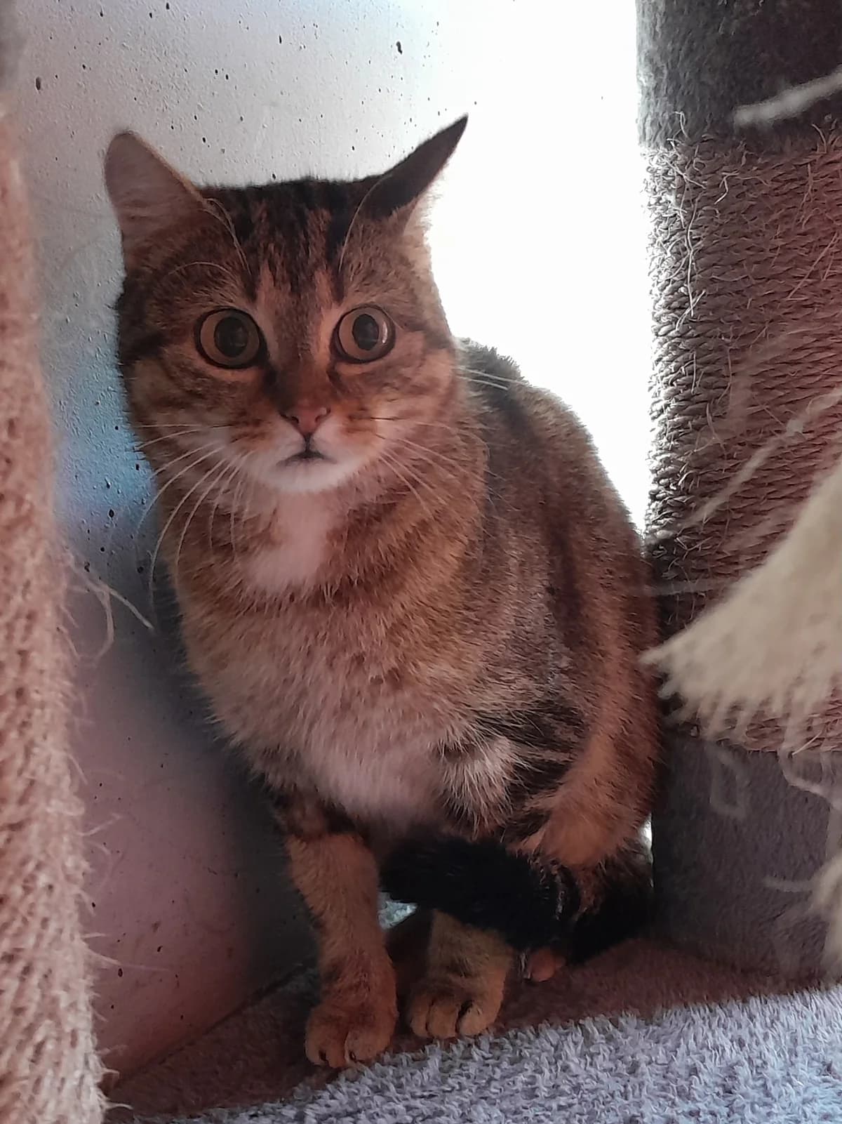 Ivy, female European Shorthair for adoption at Tierheim Velbert, Velbert — photo 4 of 4