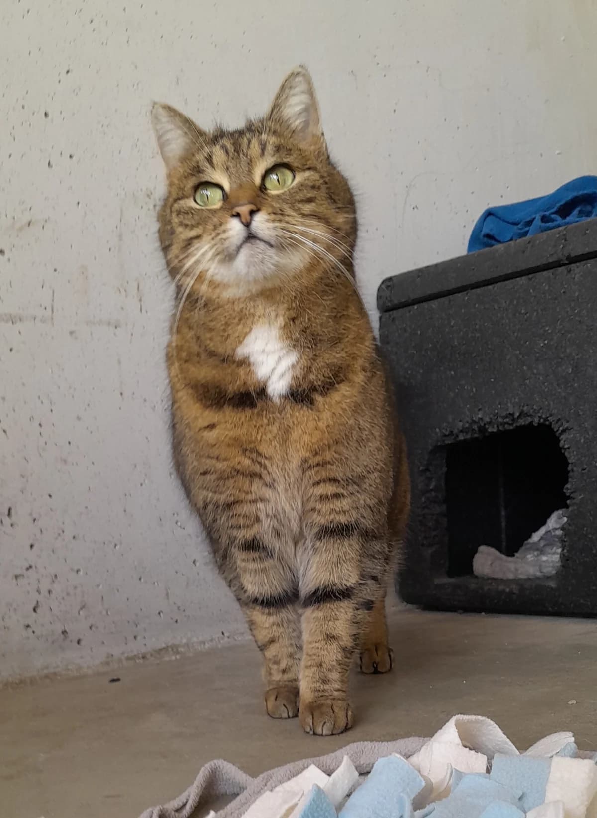 Jella, female European Shorthair for adoption at Tierheim Velbert, Velbert