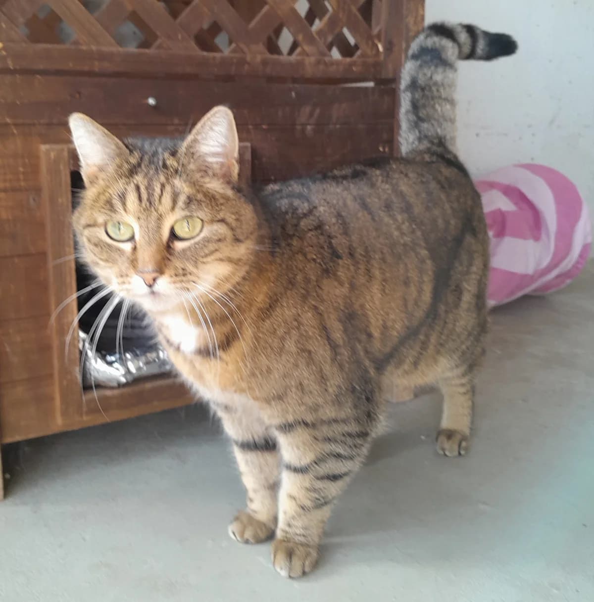 Jella, female European Shorthair for adoption at Tierheim Velbert, Velbert — photo 2 of 5