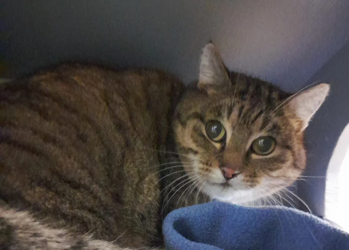 Jella, female European Shorthair for adoption at Tierheim Velbert, Velbert — photo 3 of 5