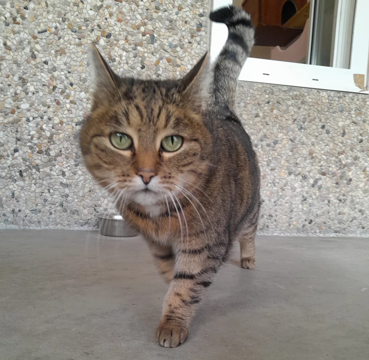 Jella, female European Shorthair for adoption at Tierheim Velbert, Velbert — photo 4 of 5