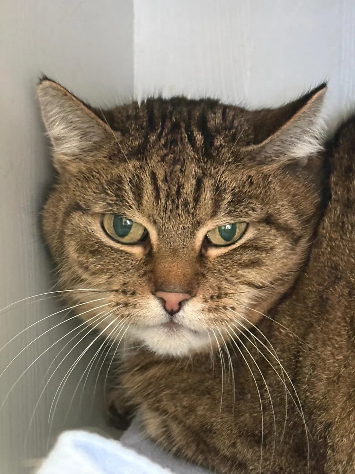 Jella, female European Shorthair for adoption at Tierheim Velbert, Velbert — photo 5 of 5
