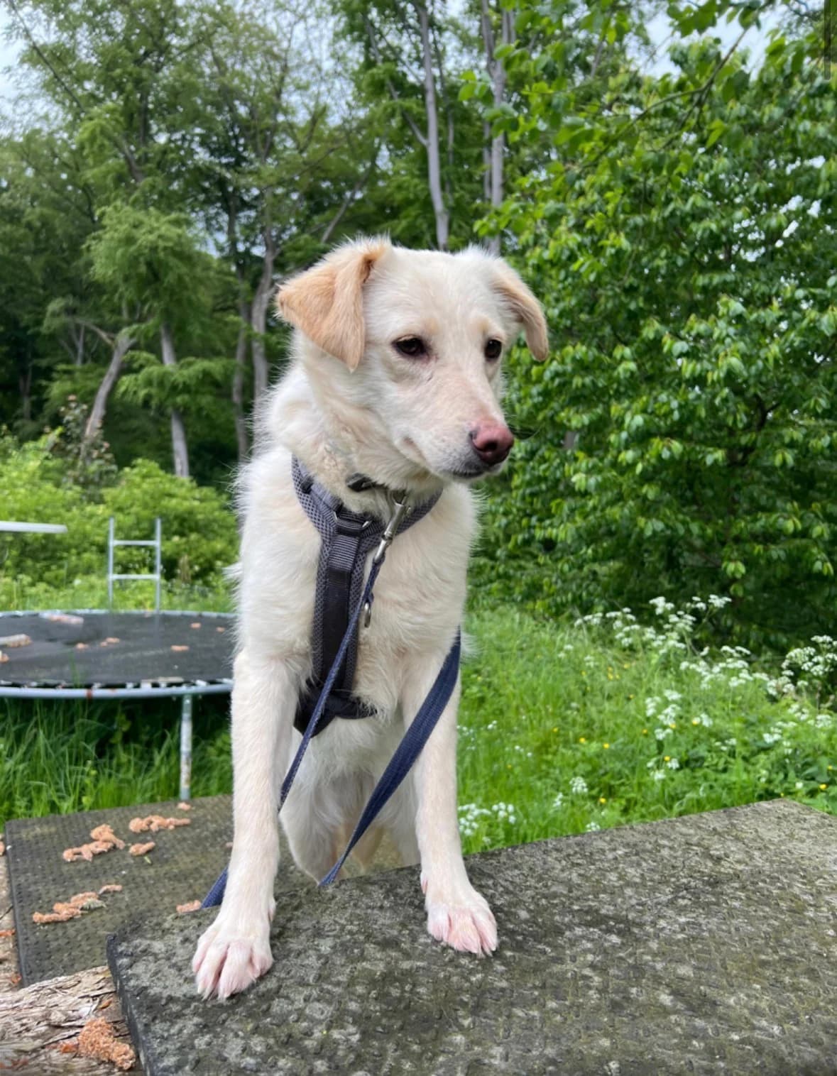 June, female young Mixed Breed for adoption at Tierheim Velbert, Velbert