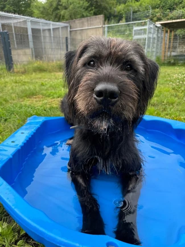 Kalle, male 3yo Giant Schnauzer for adoption at Tierheim Velbert, Velbert