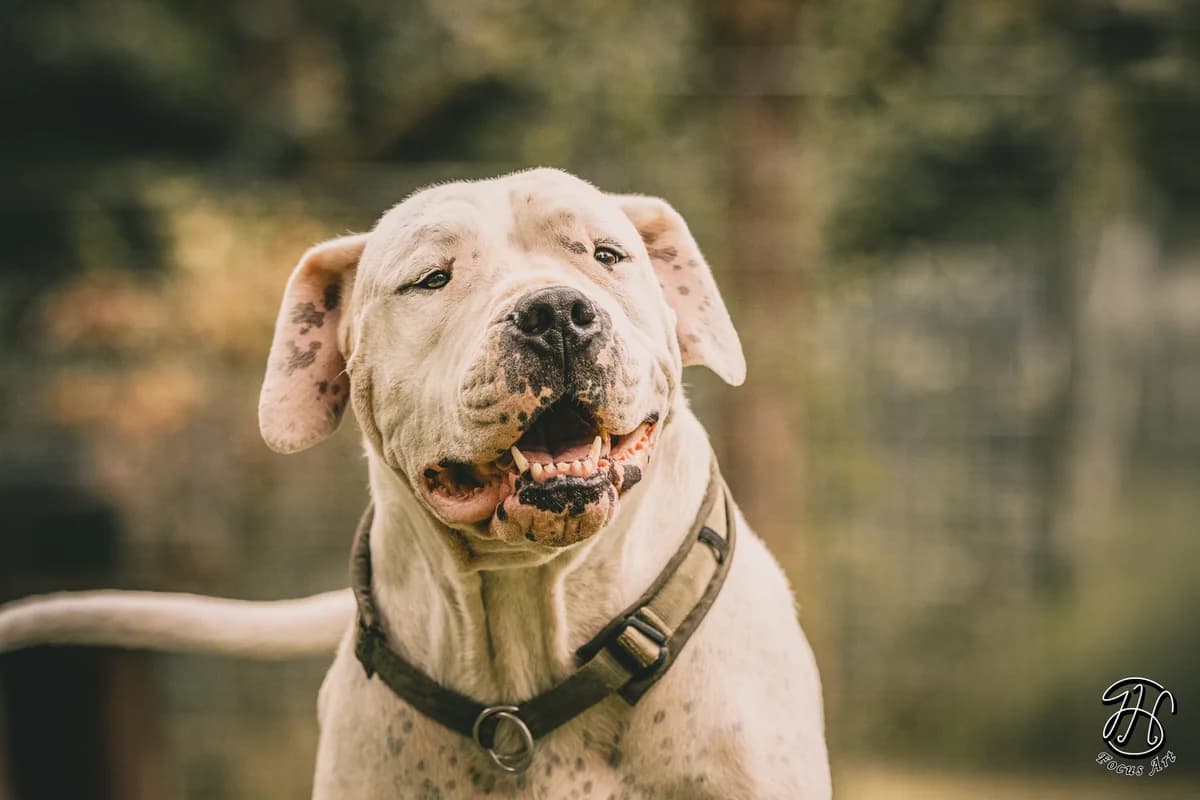 Kapdan, male Dogo Argentino for adoption at Tierheim Velbert, Velbert