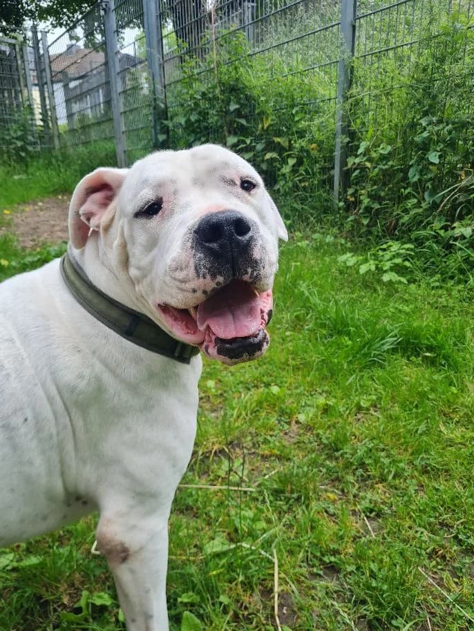 Kapdan, male Dogo Argentino for adoption at Tierheim Velbert, Velbert — photo 2 of 7