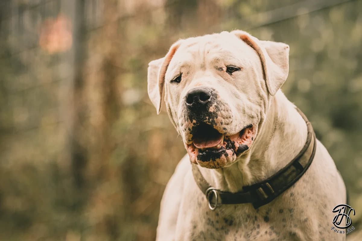 Kapdan, male Dogo Argentino for adoption at Tierheim Velbert, Velbert — photo 3 of 7