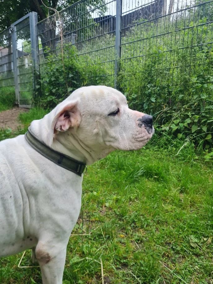 Kapdan, male Dogo Argentino for adoption at Tierheim Velbert, Velbert — photo 4 of 7