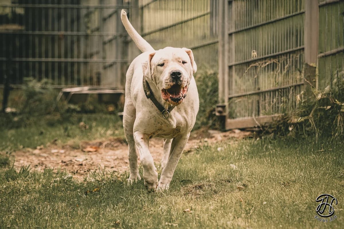 Kapdan, male Dogo Argentino for adoption at Tierheim Velbert, Velbert — photo 5 of 7