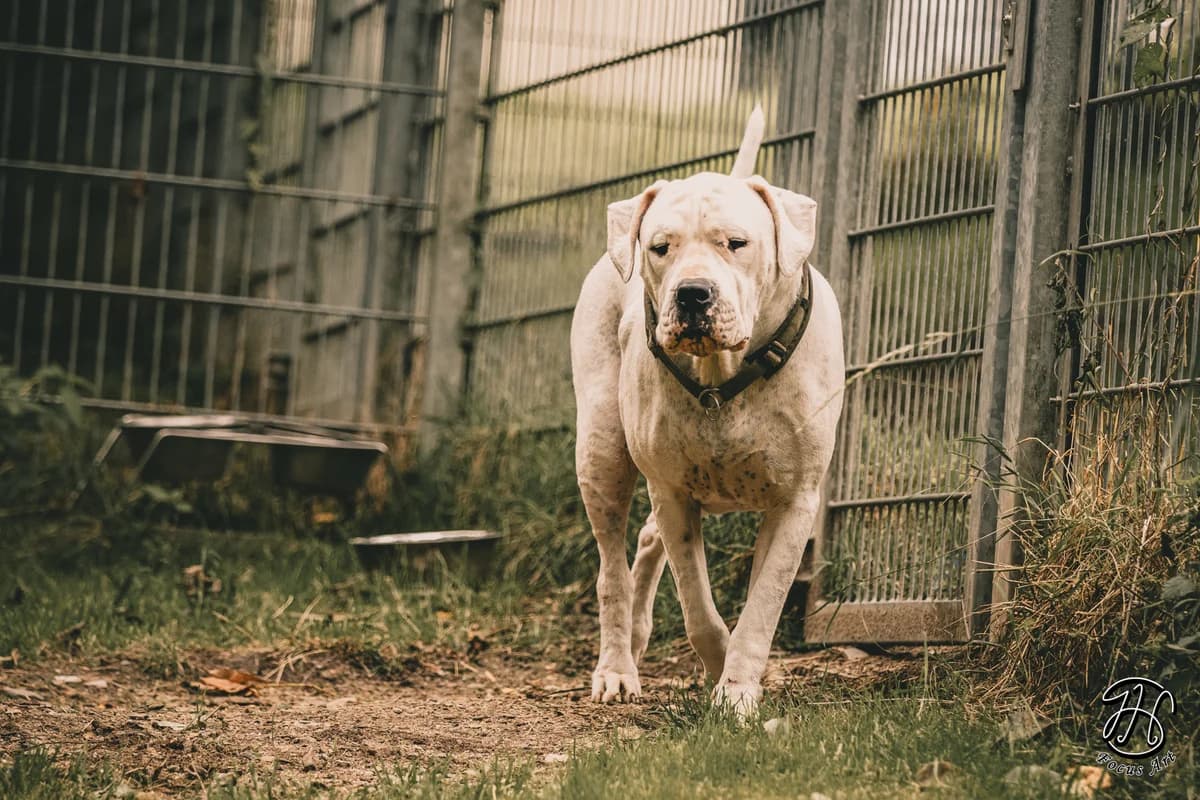 Kapdan, male Dogo Argentino for adoption at Tierheim Velbert, Velbert — photo 6 of 7