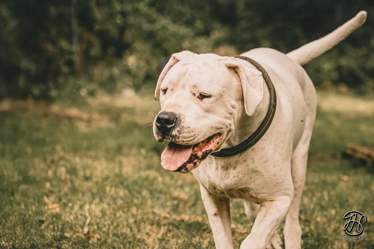 Kapdan, male Dogo Argentino for adoption at Tierheim Velbert, Velbert — photo 7 of 7