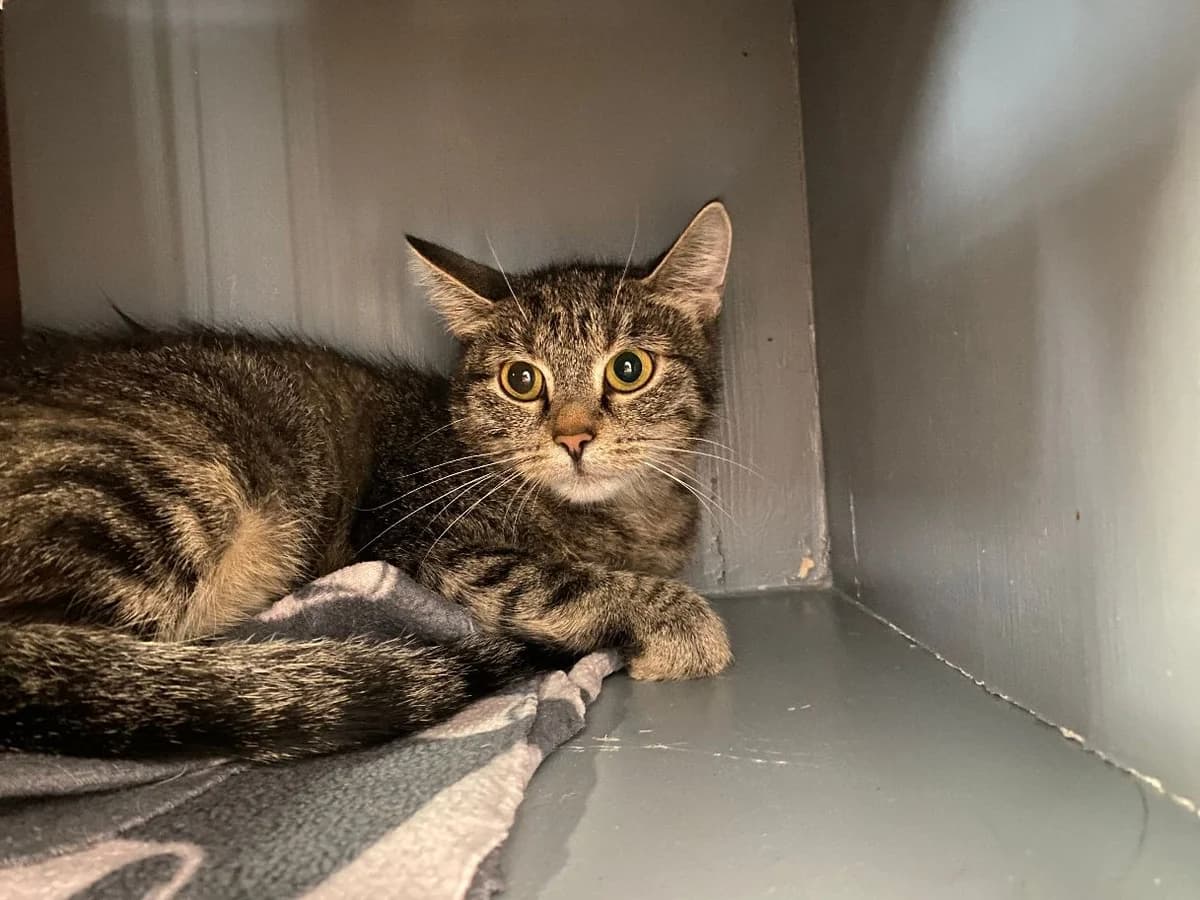 Kara, female European Shorthair for adoption at Tierheim Velbert, Velbert