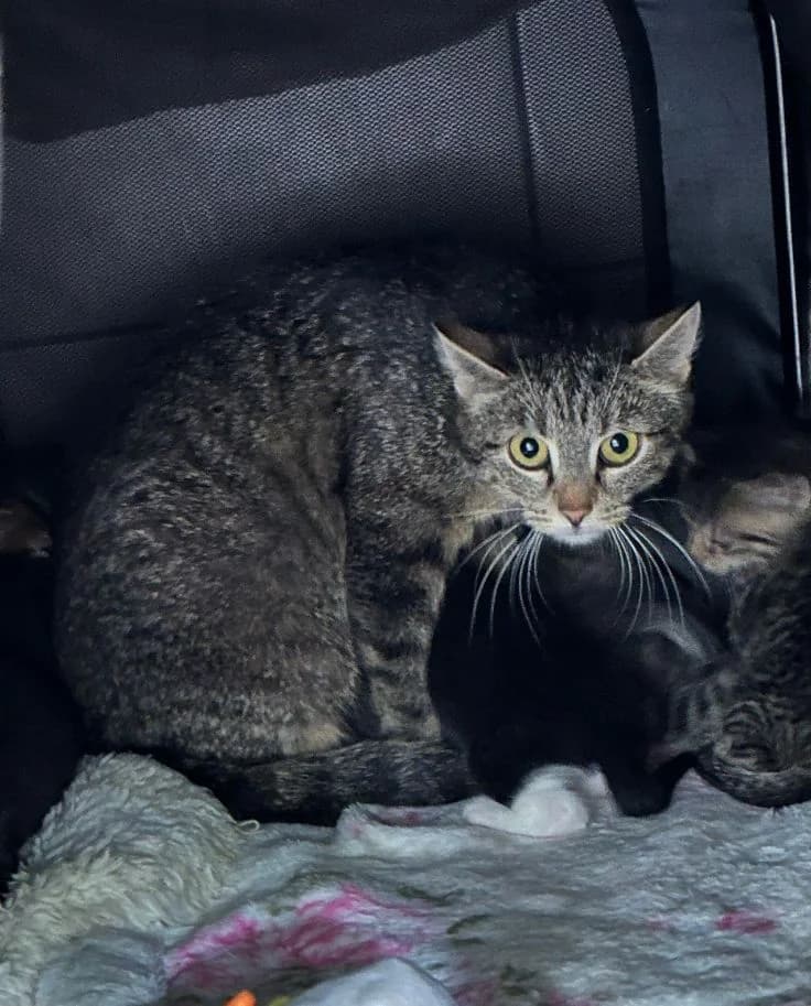 Kara, female European Shorthair for adoption at Tierheim Velbert, Velbert — photo 2 of 2